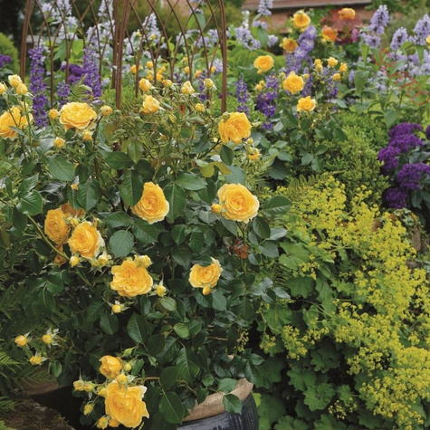 Róża rabatowa Inka żółta