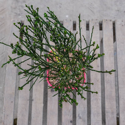 Szczodrzeniec Żarnowiec Miotlasty Maria Burkwood C2