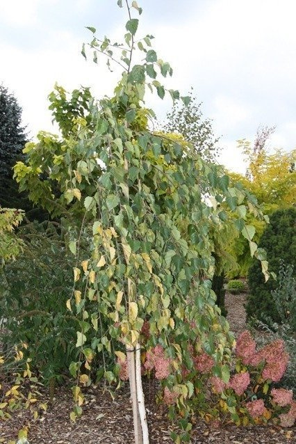 Brzoza Pożyteczna Brzoza Himalajska Long Trunk Szczepiona (Pa 160, obw.8-14cm h 180/250)