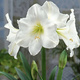Amarylis biały w pudełku