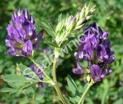 Lucerna siewna otoczkowana+Rhizobium cena za 0,5 kg
