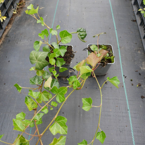 Bluszcz pospolity (P9)