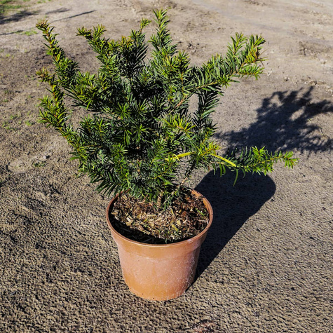 Cis pospolity Repandens