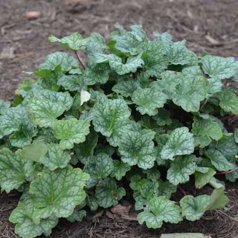 Żurawka amerykańska Dale's Strain (C2)