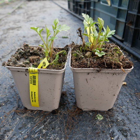 Rudbekia naga Goldquelle (C2)