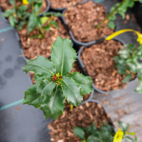 Ostrokrzew Blue Prince męski (P9)