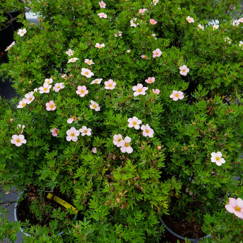 Pięciornik krzewiasty Lovely Pink (P9)