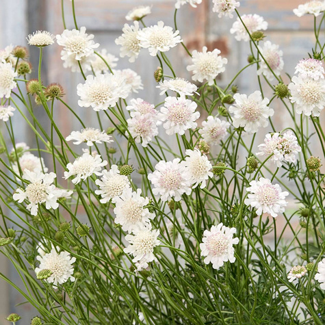 Driakiew gołębia Kudo White (C2)