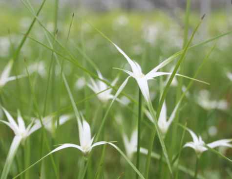Gwiazdowa trawa Gwiezdna trawa