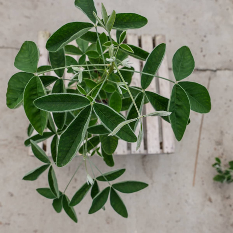 Złotokap pospolity (C2)