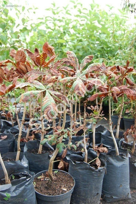 Kasztanowiec biały zwyczajny (C2)