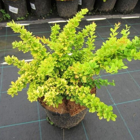 Berberys Thunbergii Sunsation PA 40cm