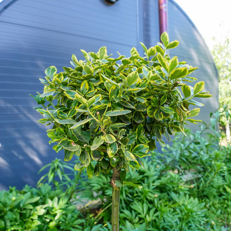 Trzmielina Fortune'a Emerald Gold Pienna (C2)