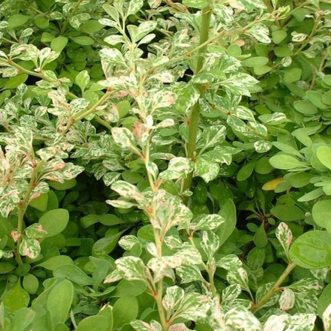 Berberys Thunberga Kelleris (C1.7)