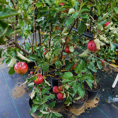 Jabłoń Elise Eliza w doniczce