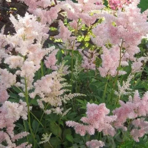 Tawułka japońska Peach Blossom