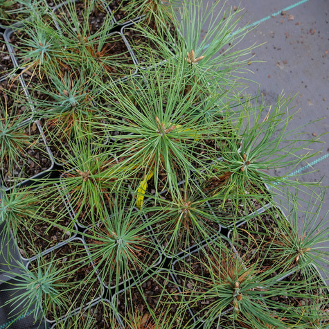 Sosna Jeffreyi bardzo długie igły P9