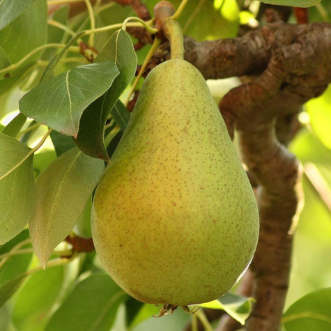 Duo Grusza Klapsa + Bonkreta Plant Pack