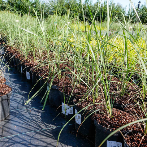 Miskant chiński Malepartus