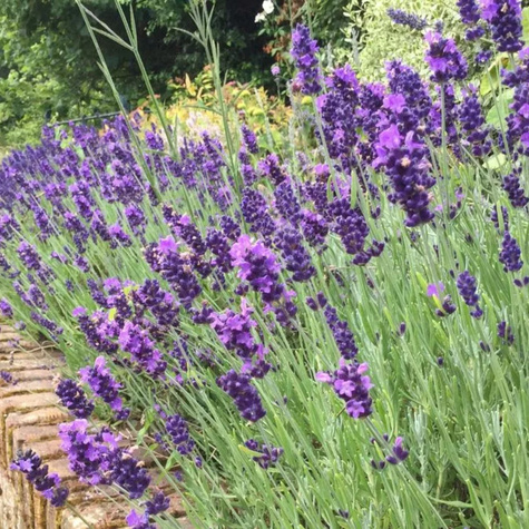 Lawenda Wąskolistna Imperial Gem (C2)