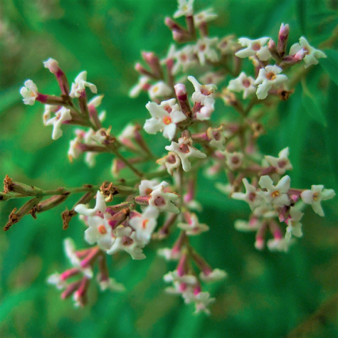 Werbena cytrynowa Freshman (C2)