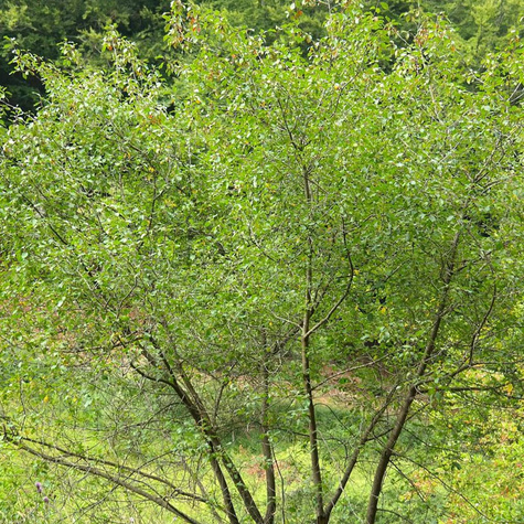 Kruszyna MIODODAJNA (C2)