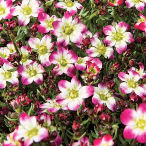 Skalnica Marto Picotee Red (C2)