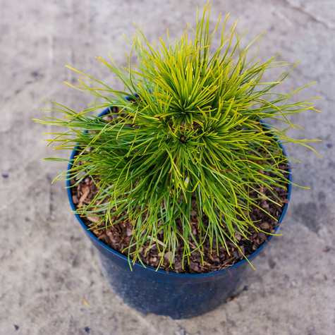 Sosna górska kosodrzewina Varella szczepiona NP