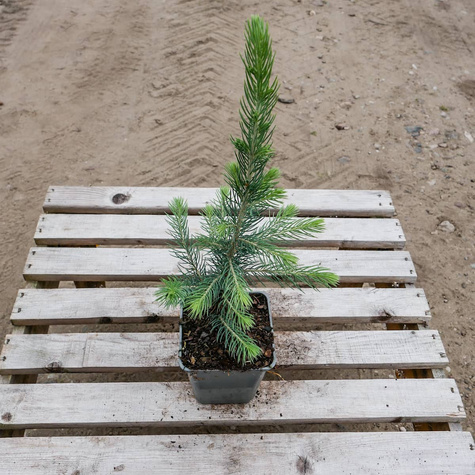 Świerk kłujący Kaibab (P9)