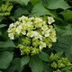 Hortensja ogrodowa Dancing Snow (C2)