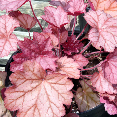 Żurawka Georgia Peach (C2)