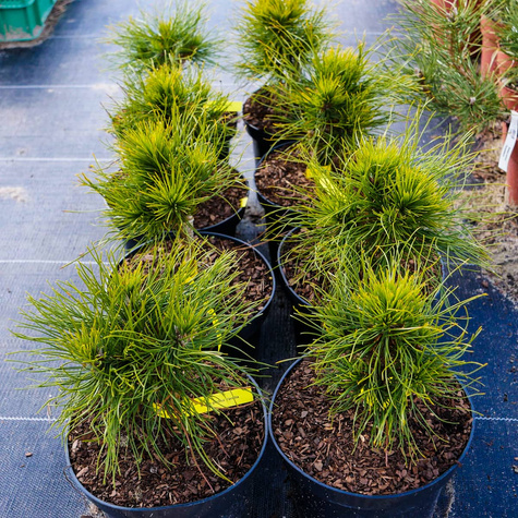 Sosna górska kosodrzewina Varella szczepiona NP