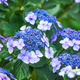 Hortensja piłkowana Bluebird (C2)