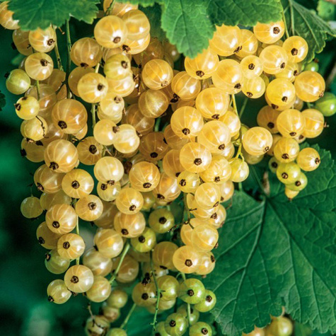 Porzeczka biała Blanka Plant Pack