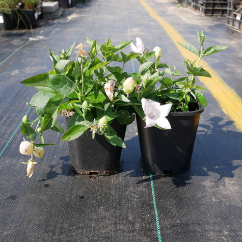 Rozwar wielkokwiatowy White (C2)