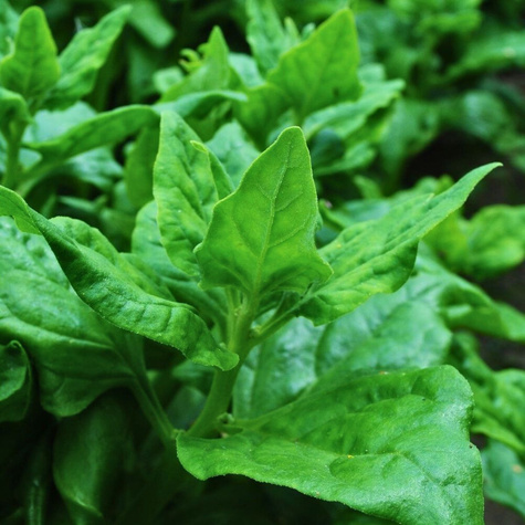 Szpinak nowozelandzki 5g późny