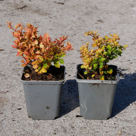Berberys thunberga Goldalita (P9)