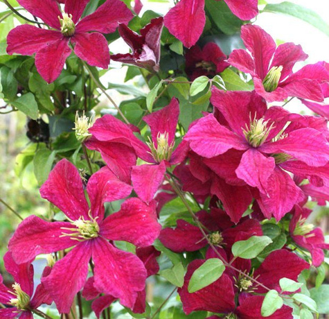 Powojnik Clematis wielkokwiatowy Polonez