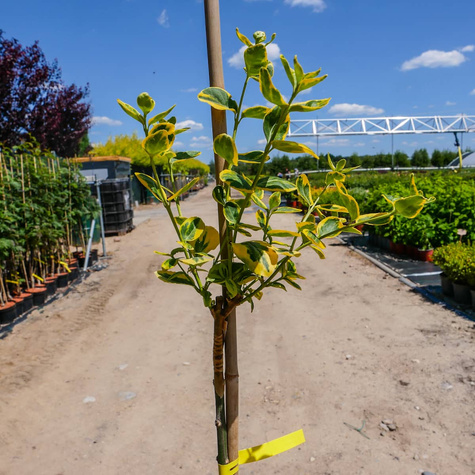 Trzmielina Fortune'a Emerald Gold Pienna (C2)