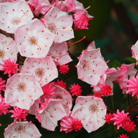 Kalmia szerokolistna Olivia (C2)