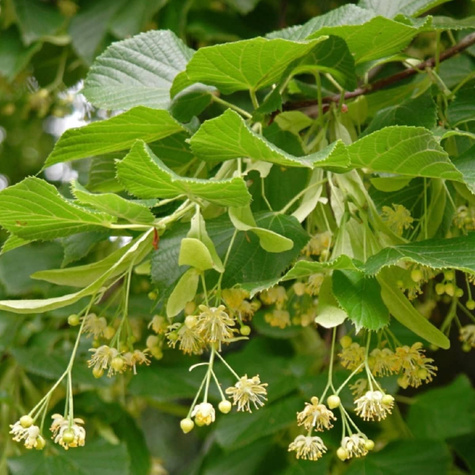 Lipa szerokolistna (C2)