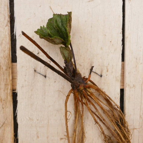 Zestaw Naturalne Truskawki do Mrożonych Deserów Frigo