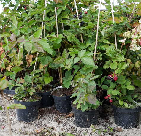 Jeżyna wielkoowocowa Triple Crown w doniczce