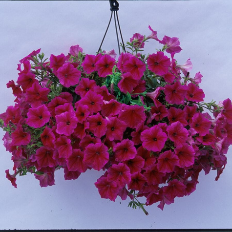 Surfinia różowa Fanfare Hot Rose