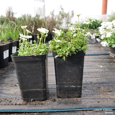 Skalnica Andersa biała (C2)