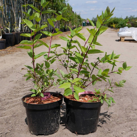 Suchodrzew tatarski Arnold Red (C2)