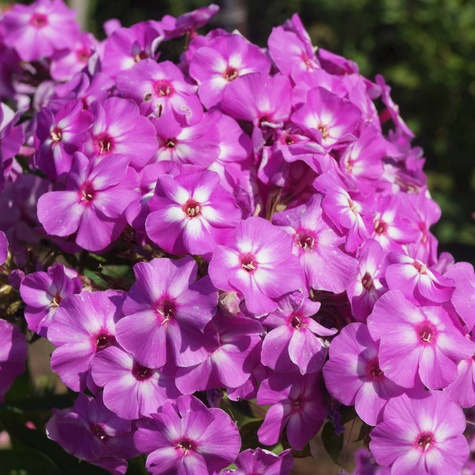 Żagwin zestaw kolorów 0,2g