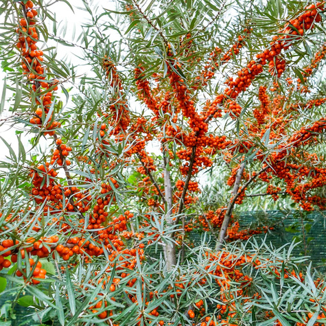 Rokitnik pospolity Friesdorfer Orange samopylny (C2)