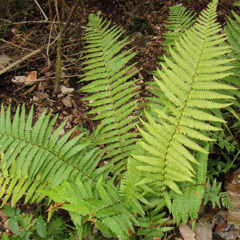 Nerecznica mocna Paproć Crispa (C2)