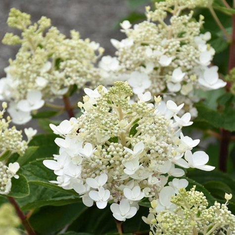 Hortensja bukietowa Baby Lace (C2)